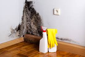 Reliable Mill Creek, WA Mold Prevention & Removal  Solutions